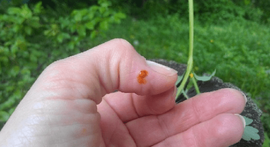 Celandine gegen Papillom